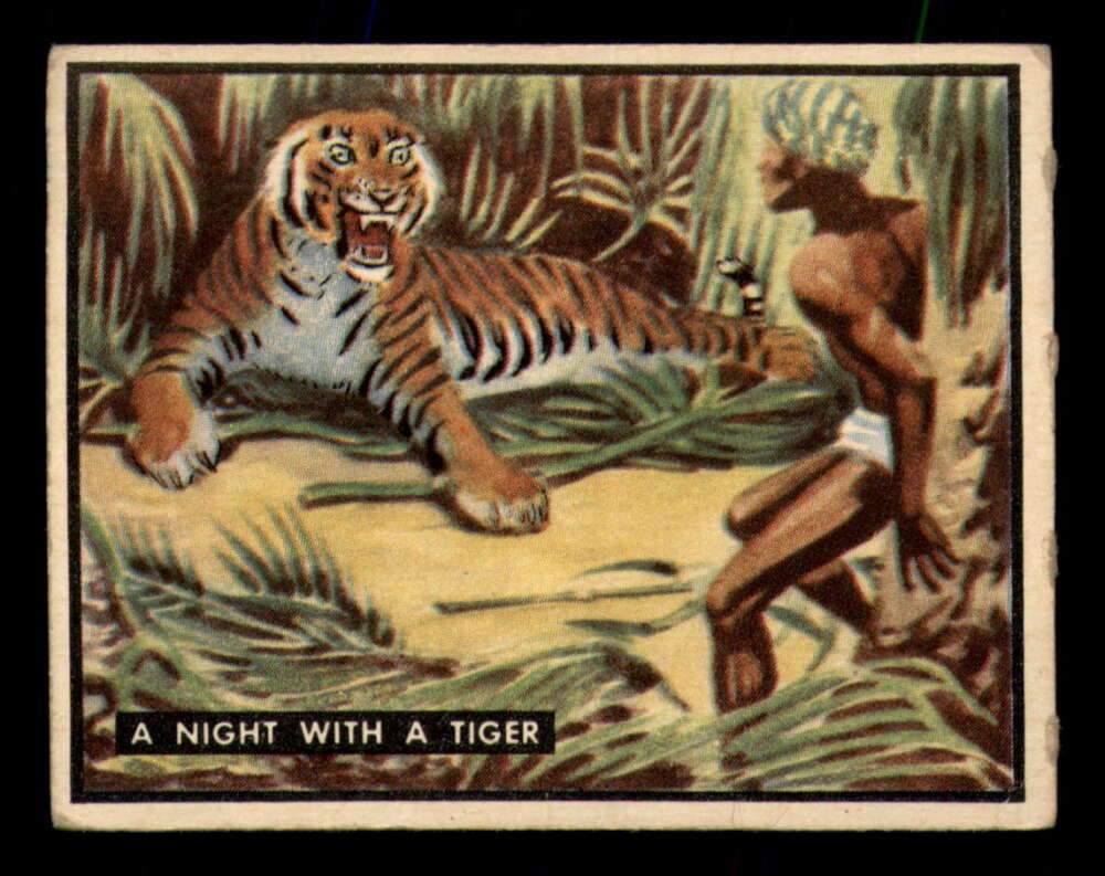 88 A Night With A Tiger